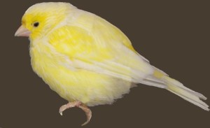 Canario_canary_pájaro_bird